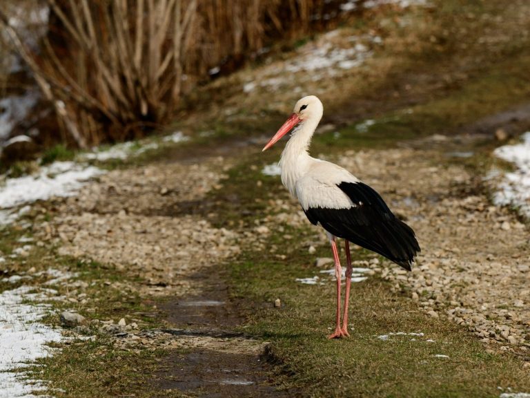 A stork was wandering around with a broken wing.  He was caught after months of searching