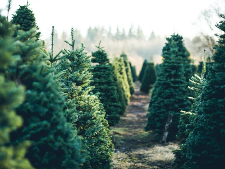Christmas trees distributed to residents.  New action of the State Forests