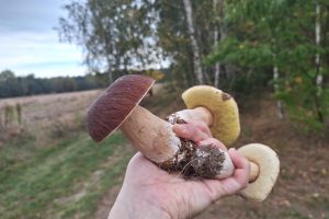 I went mushroom picking in mid-November.  There was no end to the surprises