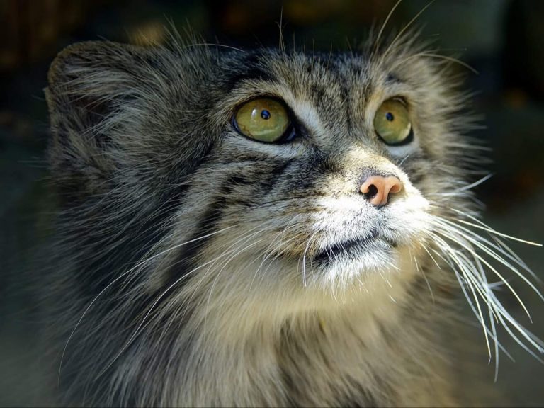 Manul rok is a resident of the Polish zoo.  He didn’t give his rival from Japan a chance