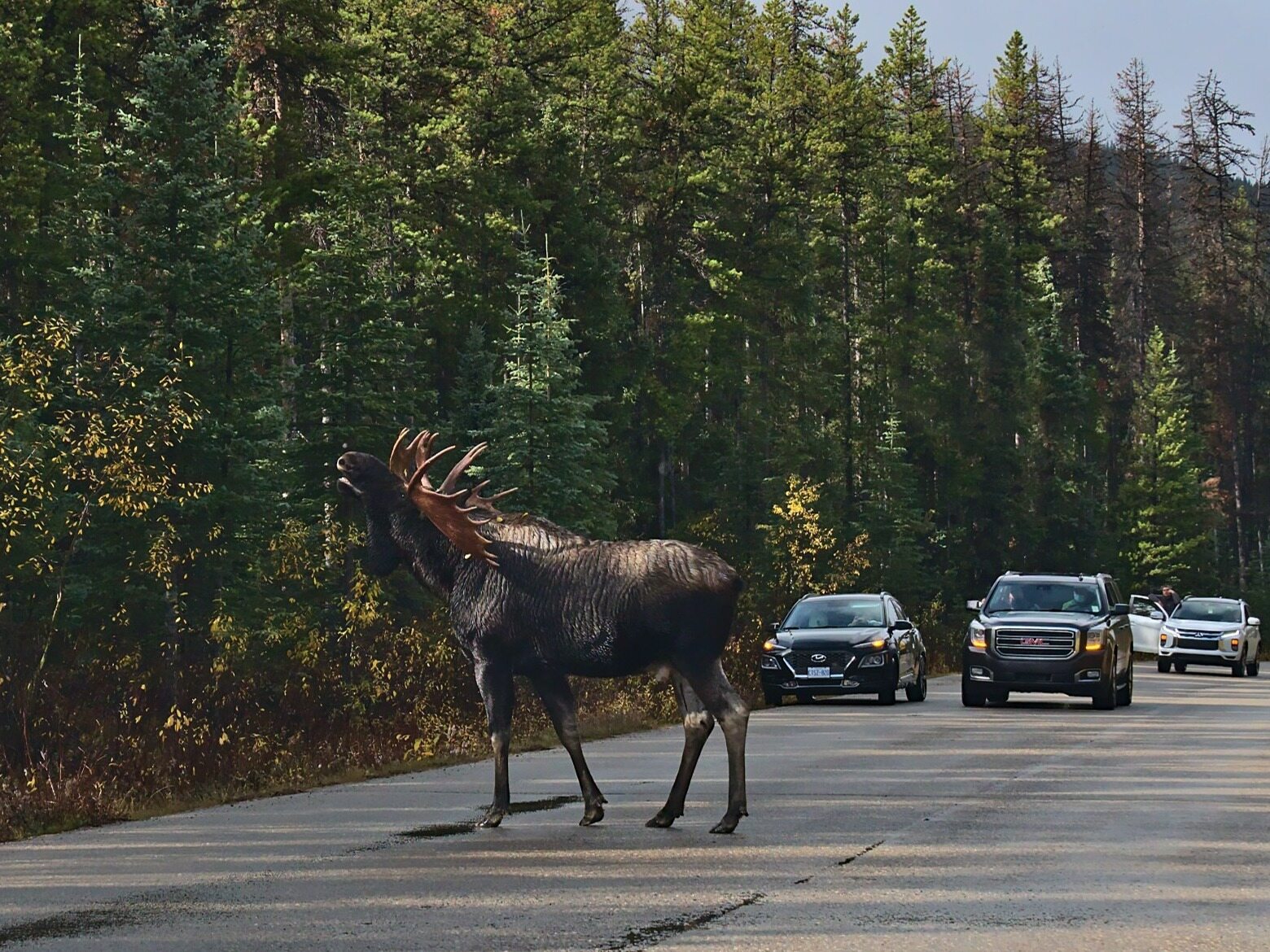 Moose blocked a busy street.  The forest district appeals for caution
