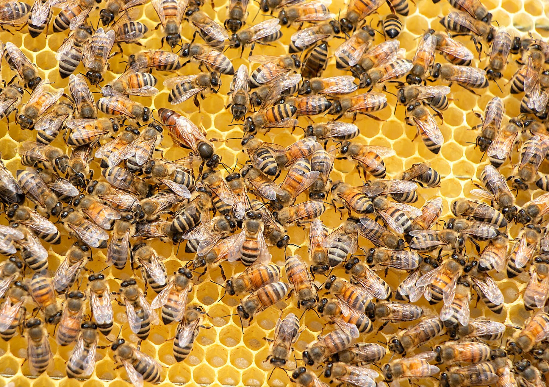 Scientists will check which honey has better quality.  A special apiary was established