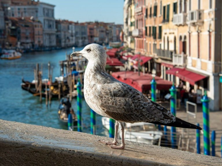 Seagulls terrorize a popular city.  Tourists are concerned