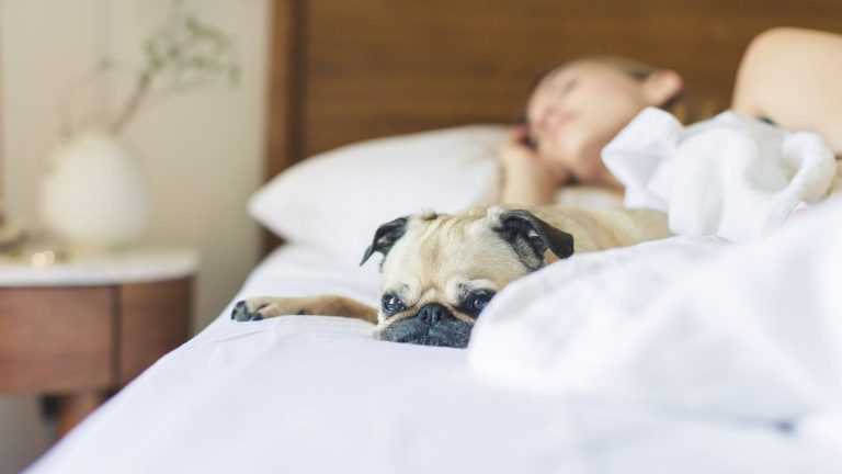 Sleeping with a dog has its benefits and risks.  Is a pet in bed good for your health?