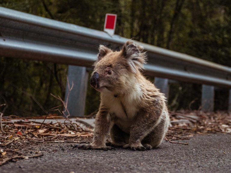 A lost koala found itself at a gas station.  Expert: “It’s sad”