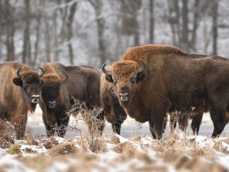 On this Christmas Eve, the bison wandered into the city.  Did he want to speak with a human voice?