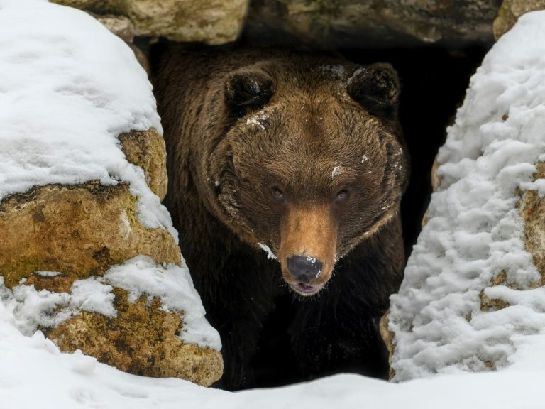 The bear woke up from hibernation.  It prowls the Polish mountains