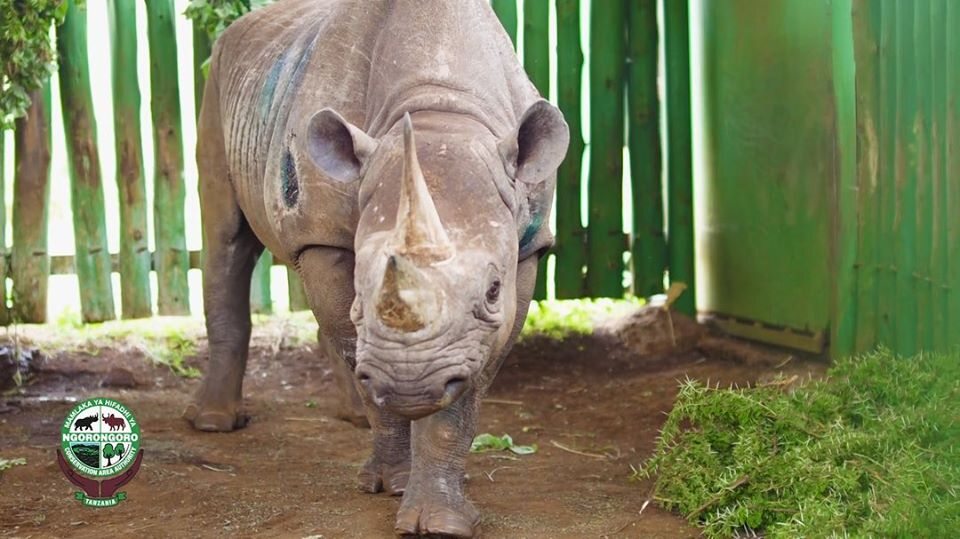 The oldest black rhinoceros has died.  Fausta was 57 years old