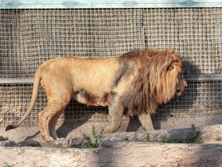 A shocking tragedy at the zoo.  A lion bit a guardian he had known all his life