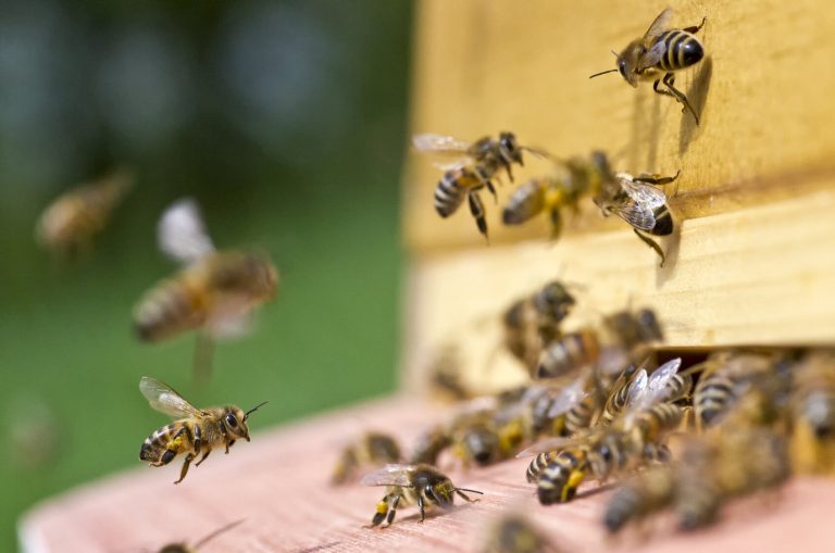  A warm winter is not good for nature.  The bees are confused.  They wake up from their lethargy

