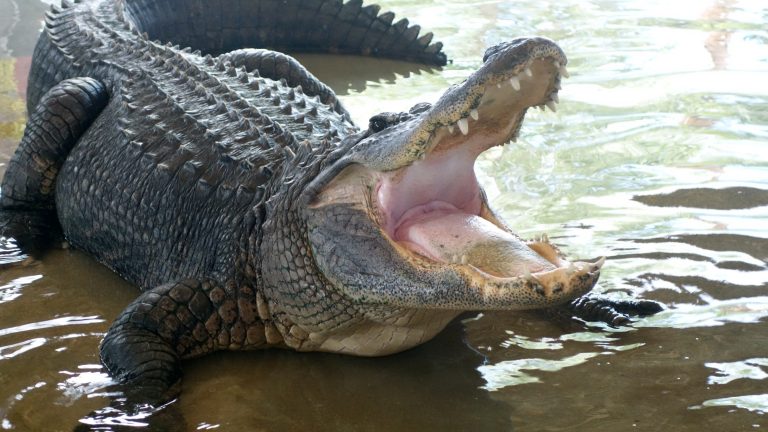 An alligator from a popular zoo could have paid for tourists’ behavior with its life.  70 coins were taken out of his stomach