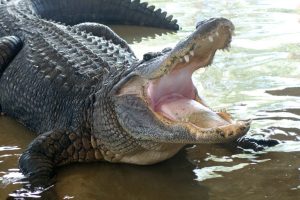 An alligator from a popular zoo could have paid for tourists’ behavior with its life.  70 coins were taken out of his stomach