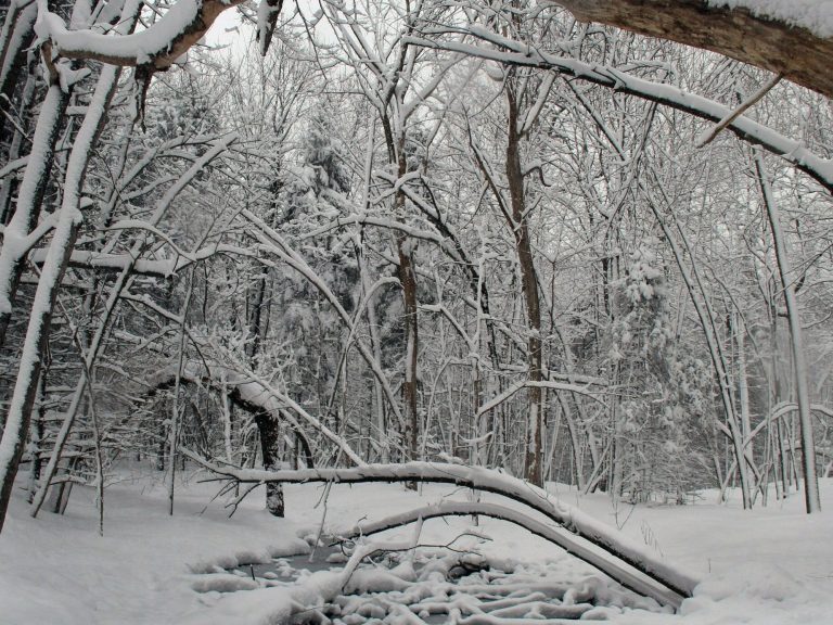 Do trees in Polish forests eat snow?  The photos of the mysterious phenomenon are intriguing