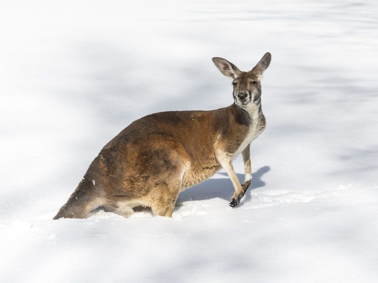 Kangaroo on the ski slope.  An unusual guest seen near Poland