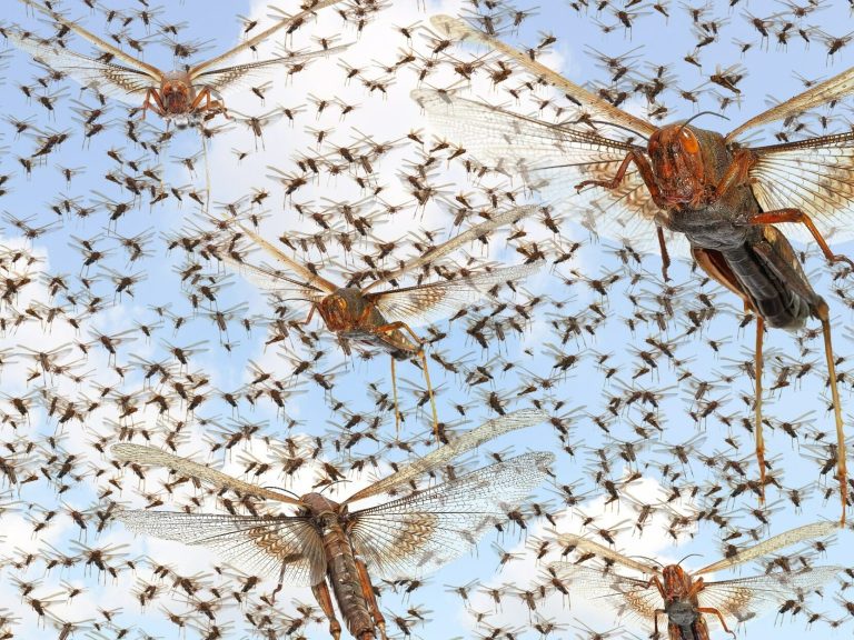 Poles love to fly here.  Now the sunny country is fighting the locusts