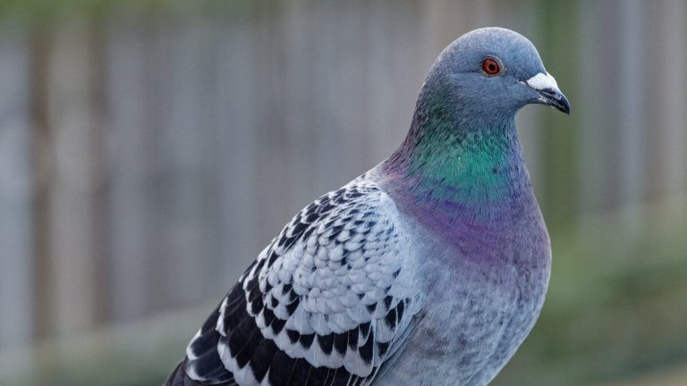 The pigeon was in… prison, now he is released.  They thought he was a spy