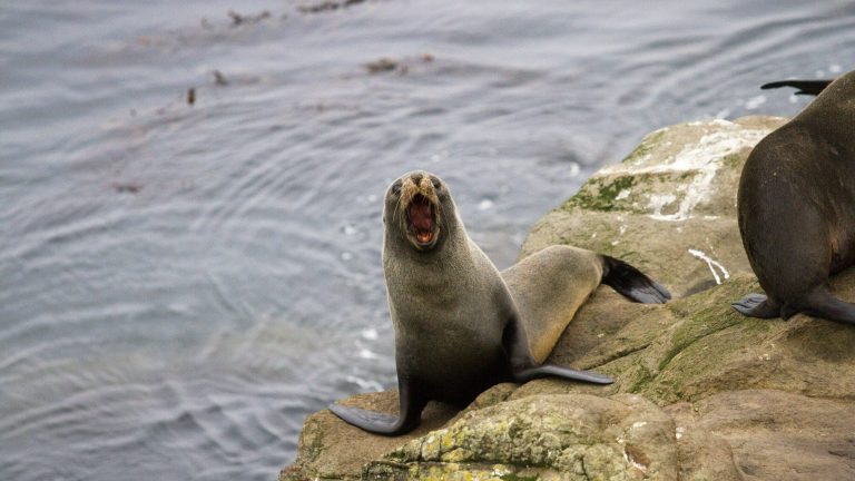 The seals are dying of hunger.  Scientists are sounding the alarm