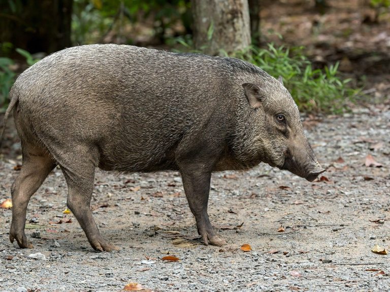 A boar appeared on the playground.  He took the child's backpack and began to search him