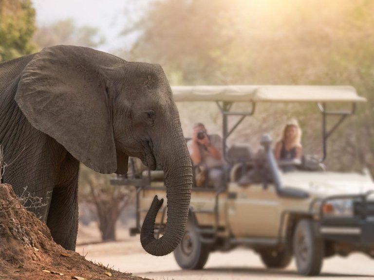  An elephant attacked a car with tourists.  A nightmare on safari

