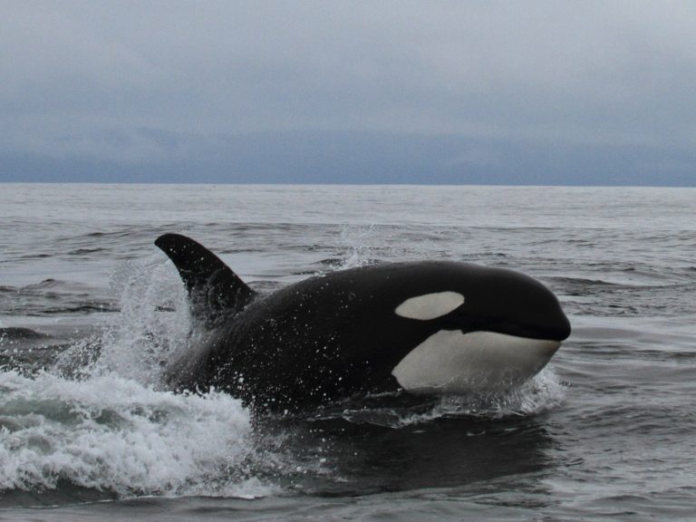 An orca ate the most dangerous shark in the world.  This is the first such case