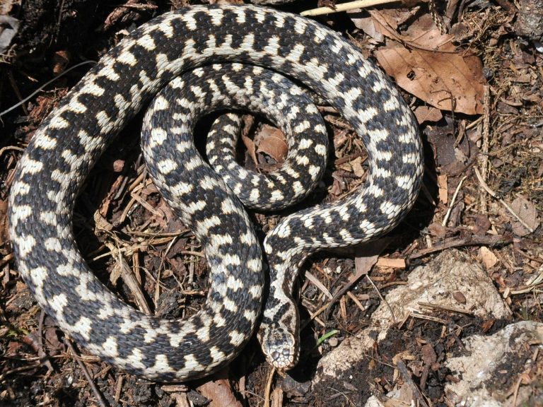 Foresters warn against vipers.  Dangerous reptiles are becoming more and more willing to hit the trails