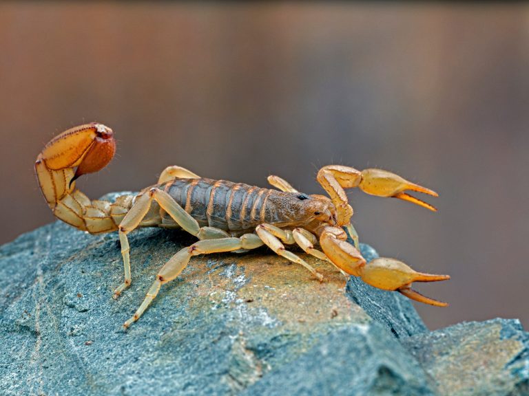 Scorpion attacks are increasing in Brazil.  Experts warn