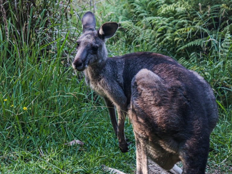 A kangaroo was jumping around a Polish city.  Police intervention was needed