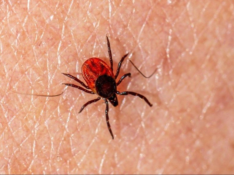  Will there be an anti-tick tablet for people?  Expert on research results: "A promising alternative"

