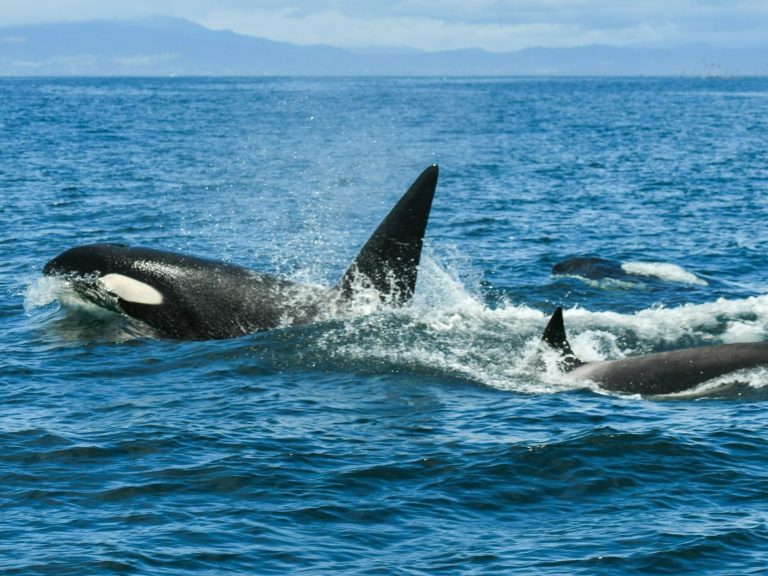 Dangerous incident at sea.  Orcas sank another yacht
