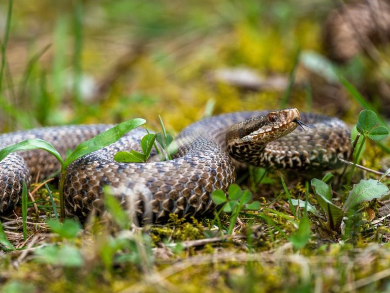 Residents and tourists at risk.  A plague of dangerous snakes in Croatia