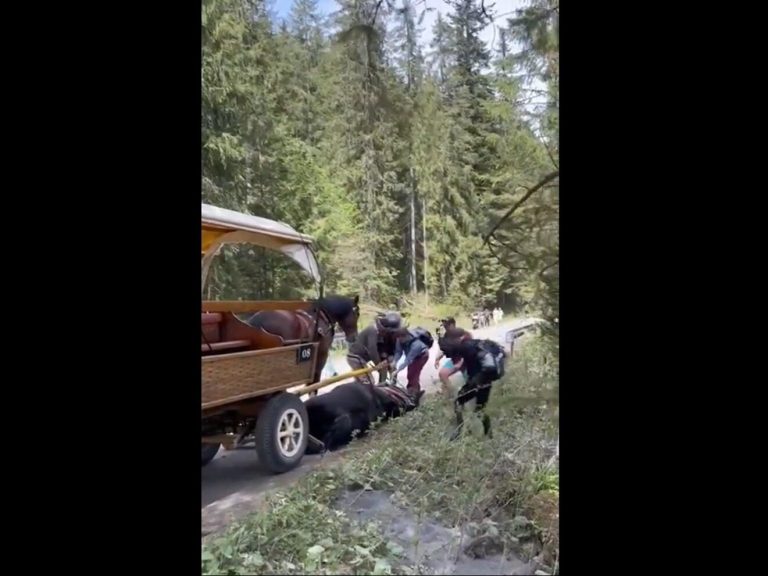 Shocking recording from Morskie Oko.  The driver hit the horse