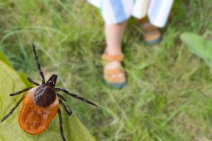 Ticks on the attack.  Protect your loved ones against tick-borne encephalitis