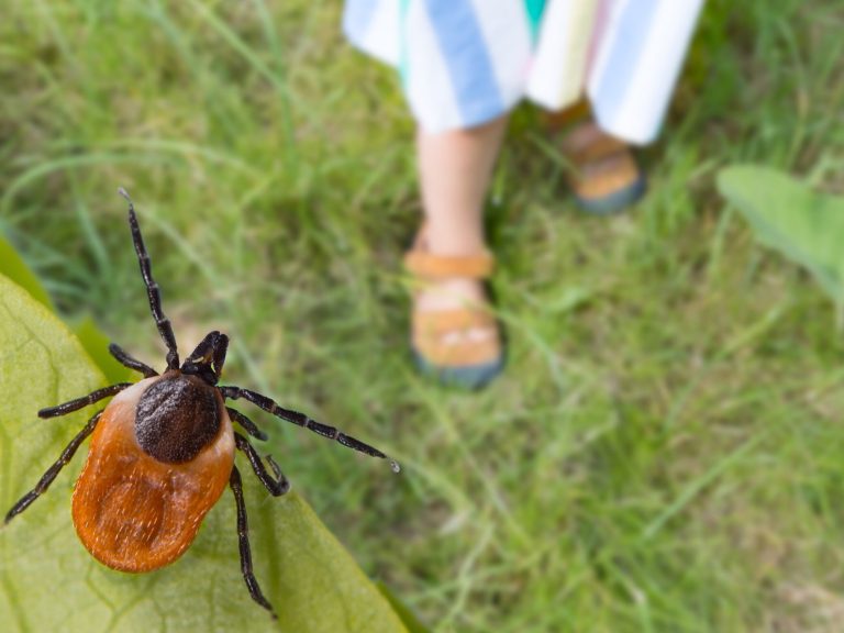 Ticks on the attack.  Protect your loved ones against tick-borne encephalitis